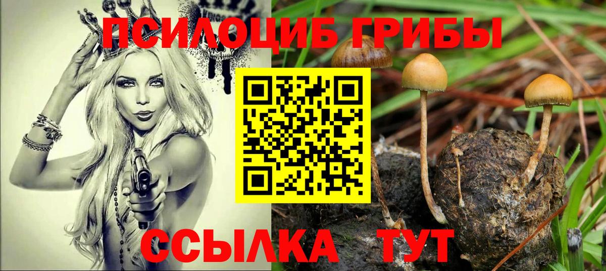 Псилоцибиновые грибы Psilocybe Щёкино